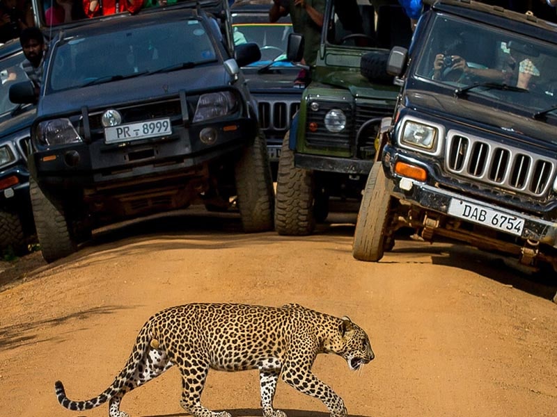 Jeep Safari in the Yala national park