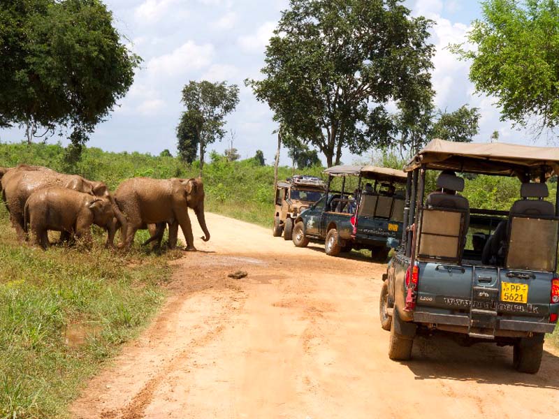 Safari in Udawalawe National park