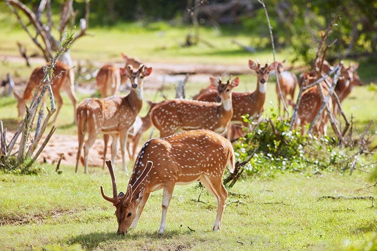 Wildlife Sri Lanka